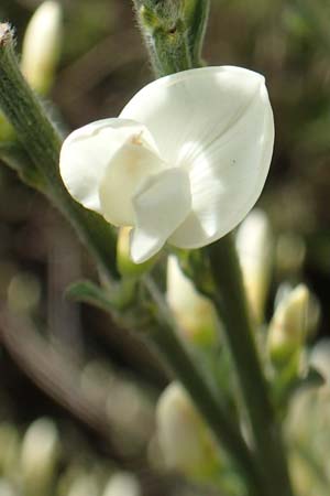 Cytisus multiflorus \ Wei�er Ginster, Vielbl�tiger Gei�klee / White Broom, D Schwarzwald/Black-Forest, Menzenschwand 27.5.2017
