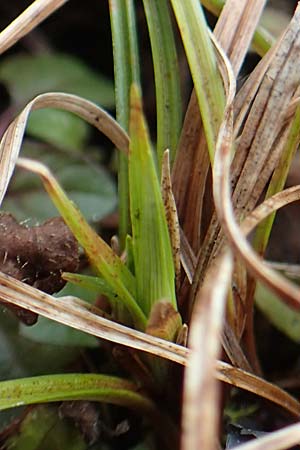 Carex michelii \ Micheli-Segge / Micheli Sedge, D Obernzell an der Donau 26.3.2018