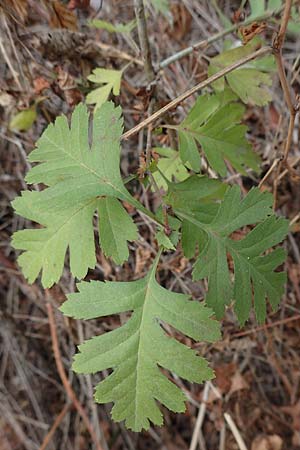 Crataegus monogyna \ Eingriffeliger Weidorn / Hawthorn, D Mannheim 11.10.2018