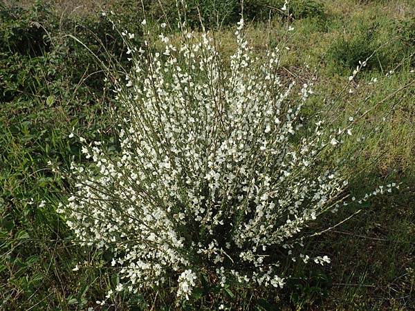 Cytisus multiflorus \ Wei�er Ginster, Vielbl�tiger Gei�klee / White Broom, D Frankfurt Airport 19.5.2019