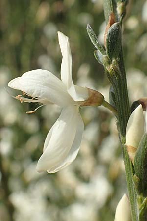 Cytisus multiflorus \ Wei�er Ginster, Vielbl�tiger Gei�klee / White Broom, D Frankfurt Airport 19.5.2019