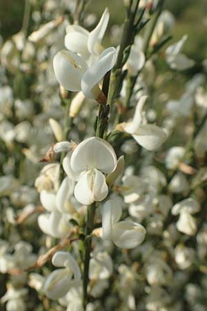 Cytisus multiflorus \ Wei�er Ginster, Vielbl�tiger Gei�klee / White Broom, D Frankfurt Airport 19.5.2019