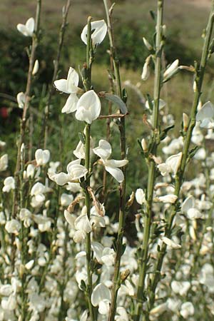 Cytisus multiflorus \ Wei�er Ginster, Vielbl�tiger Gei�klee / White Broom, D Frankfurt Airport 19.5.2019