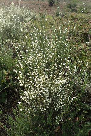 Cytisus multiflorus \ Wei�er Ginster, Vielbl�tiger Gei�klee / White Broom, D Frankfurt Airport 19.5.2019
