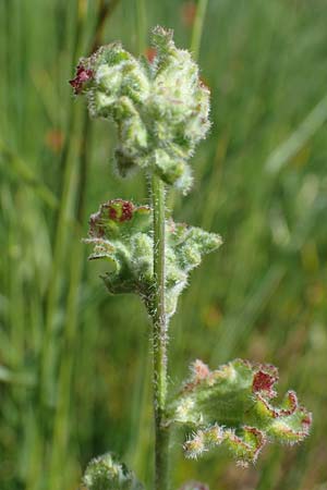 Camelina microcarpa \ Kleinfrchtiger Leindotter / Lesser Gold of Pleasure, Small-Seed False-Flax, D Grünstadt-Asselheim 16.6.2021