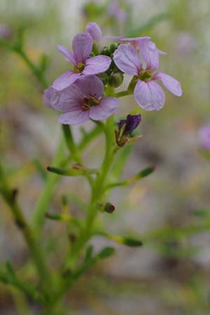 Cakile maritima \ Europischer Meersenf / Sea Rocket, D Hohwacht 13.9.2021