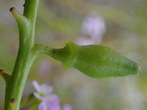 Cakile maritima \ Europischer Meersenf / Sea Rocket, D Hohwacht 13.9.2021
