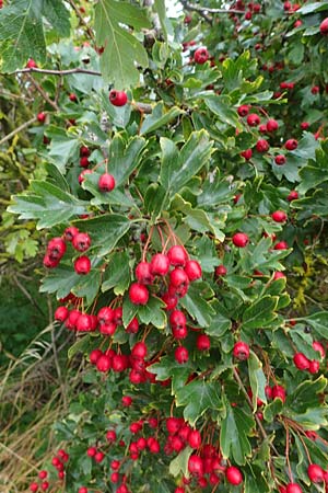 Crataegus monogyna \ Eingriffeliger Weidorn / Hawthorn, D Putlos 17.9.2021
