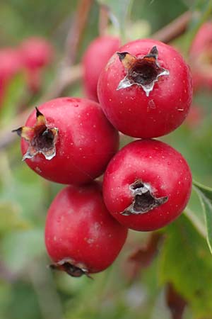 Crataegus monogyna \ Eingriffeliger Weidorn / Hawthorn, D Putlos 17.9.2021