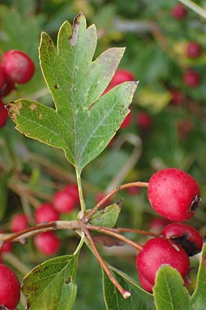 Crataegus monogyna \ Eingriffeliger Weidorn / Hawthorn, D Putlos 17.9.2021