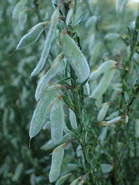 Cytisus multiflorus \ Wei&szlig;er Ginster, Vielbl&uuml;tiger Gei&szlig;klee / White Broom, D Frankfurt Airport 1.6.2026