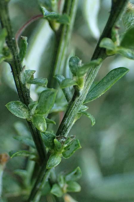 Cytisus multiflorus \ Wei&szlig;er Ginster, Vielbl&uuml;tiger Gei&szlig;klee / White Broom, D Frankfurt Airport 1.6.2026