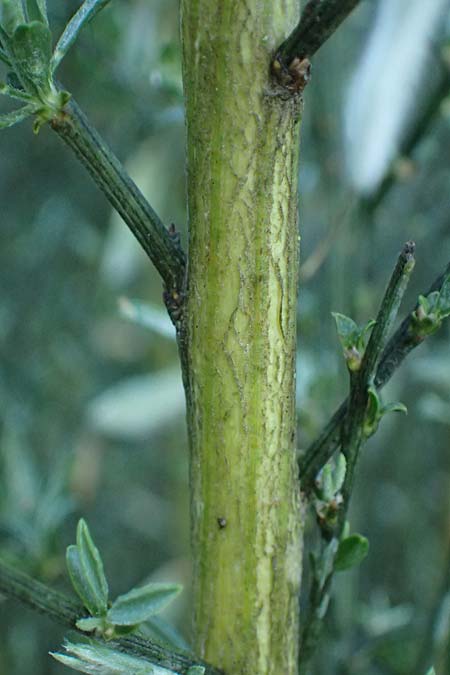 Cytisus multiflorus \ Wei&szlig;er Ginster, Vielbl&uuml;tiger Gei&szlig;klee / White Broom, D Frankfurt Airport 1.6.2026