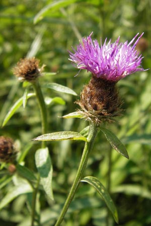 Centaurea nigra subsp. nemoralis \ Hain-Flockenblume, Schwarze Flockenblume / Common Knapweed, D Pfalz, Speyer 25.7.2012