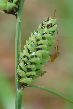 Carex nigra \ Braune Segge / Common Sedge, D Odenwald, Michelstadt 11.6.2016