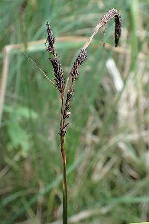 Carex nigra \ Braune Segge / Common Sedge, D Odenwald, Michelstadt 10.9.2016