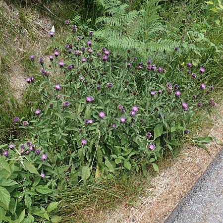 Centaurea nigra subsp. nemoralis \ Hain-Flockenblume, Schwarze Flockenblume / Common Knapweed, D Schwarzwald/Black-Forest, Hornisgrinde 3.7.2018