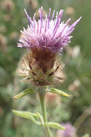 Centaurea nigra subsp. nemoralis \ Hain-Flockenblume, Schwarze Flockenblume / Common Knapweed, D Odenwald, Eulsbach 27.8.2020