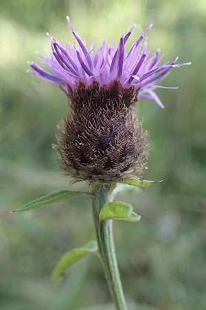 Centaurea nigra subsp. nemoralis \ Hain-Flockenblume, Schwarze Flockenblume / Common Knapweed, D Hunsrück, Börfink 18.7.2022