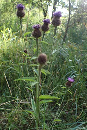 Centaurea nigra subsp. nemoralis \ Hain-Flockenblume, Schwarze Flockenblume / Common Knapweed, D Hunsrück, Börfink 18.7.2022