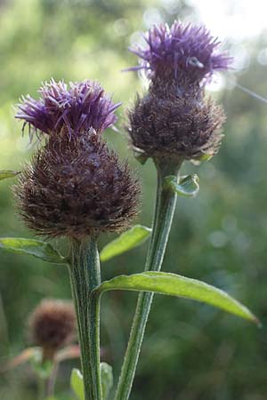 Centaurea nigra subsp. nemoralis \ Hain-Flockenblume, Schwarze Flockenblume / Common Knapweed, D Hunsrück, Börfink 18.7.2022