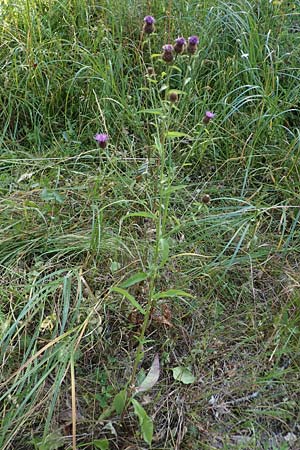 Centaurea nigra subsp. nemoralis \ Hain-Flockenblume, Schwarze Flockenblume / Common Knapweed, D Hunsrück, Börfink 18.7.2022