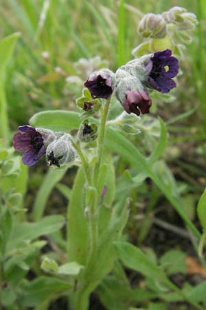 Cynoglossum officinale \ Gewhnliche Hundszunge / Hound's-Tongue, D Mannheim 28.6.2007