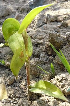 Commelina communis \ Tagblume, Gew�hnliche Kommeline / Spiderwort, D Reilingen 22.9.2007