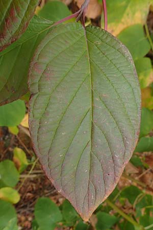 Cornus alba agg. \ Tatarischer Hartriegel / Red-Barked Dogwood, Siberian Dogwood, D Mannheim 17.10.2015