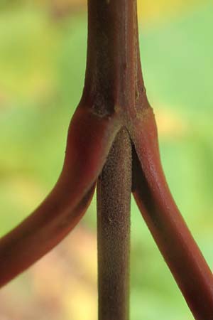 Cornus alba agg. \ Tatarischer Hartriegel / Red-Barked Dogwood, Siberian Dogwood, D Mannheim 17.10.2015