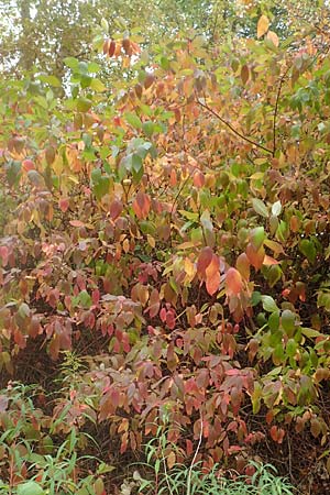 Cornus alba agg. \ Tatarischer Hartriegel / Red-Barked Dogwood, Siberian Dogwood, D Mannheim 17.10.2015