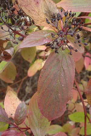 Cornus alba agg. \ Tatarischer Hartriegel / Red-Barked Dogwood, Siberian Dogwood, D Mannheim 17.10.2015