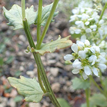 Cochlearia officinalis \ Echtes Lffelkraut / Common Scurvy-Grass, D Botan. Gar.  Universit.  Heidelberg 21.4.2016