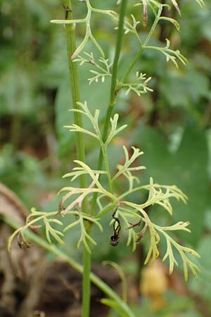 Coriandrum sativum \ Koriander / Coriander Seeds, Cilandro, D Mömlingen 17.9.2016