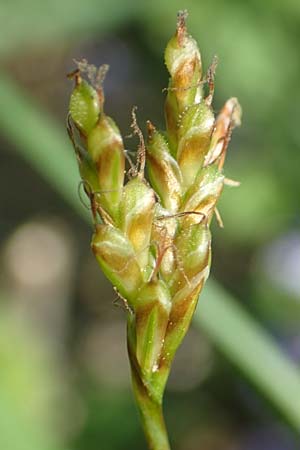 Carex ornithopoda \ Vogelfu-Segge / Bird's Foot Sedge, D Weinheim an der Bergstraße 20.4.2018
