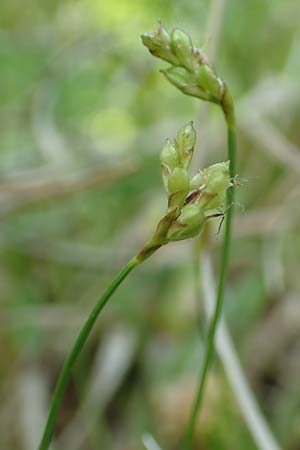 Carex ornithopoda \ Vogelfu-Segge / Bird's Foot Sedge, D Oberlaudenbach 28.4.2018