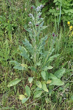 Cynoglossum officinale \ Gewhnliche Hundszunge / Hound's-Tongue, D Mannheim 5.5.2019