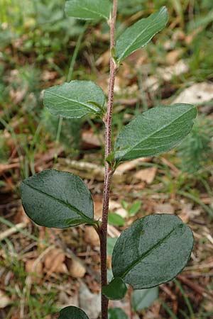 Cotoneaster dielsianus \ Graue Zwergmispel / Chinese Cotoneaster, D Seeheim an der Bergstraße 12.6.2019