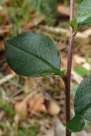 Cotoneaster dielsianus \ Graue Zwergmispel / Chinese Cotoneaster, D Seeheim an der Bergstraße 12.6.2019