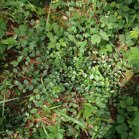 Cotoneaster dielsianus \ Graue Zwergmispel / Chinese Cotoneaster, D Seeheim an der Bergstraße 12.6.2019