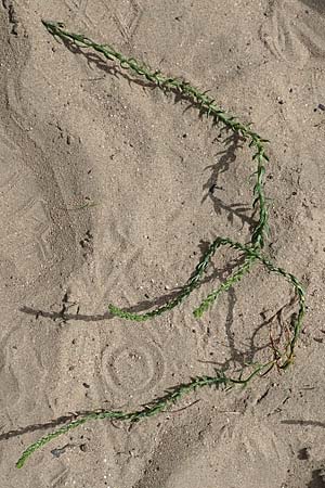 Corispermum marschallii ? \ Grauer Wanzensame, Marschall-Wanzensame / Marschall Bugseed, D Sandhausen 16.8.2019