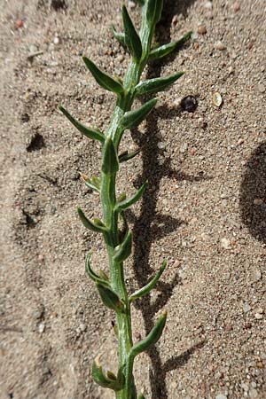 Corispermum marschallii ? \ Grauer Wanzensame, Marschall-Wanzensame / Marschall Bugseed, D Sandhausen 16.8.2019
