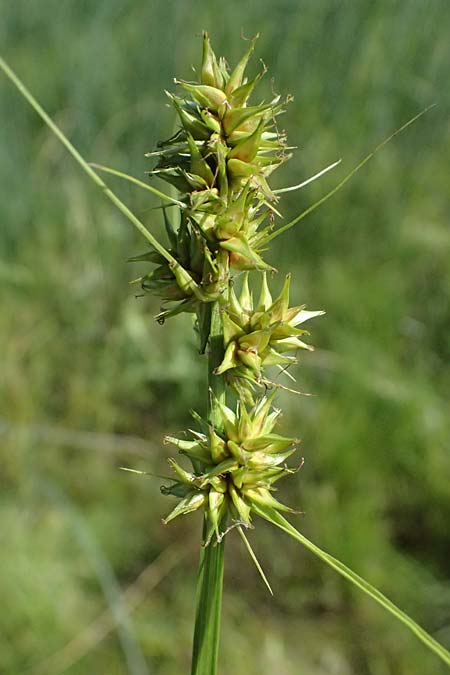 Carex otrubae \ Hain-Segge, Falsche Fuchs-Segge / False Fox Sedge, D Mannheim 25.8.2025