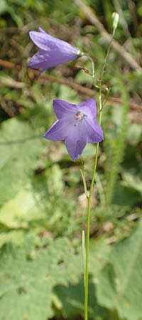 Campanula rotundifolia \ Rundblttrige Glockenblume / Harebell, D Mömlingen 10.9.2016
