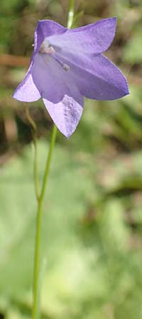 Campanula rotundifolia \ Rundblttrige Glockenblume / Harebell, D Mömlingen 10.9.2016