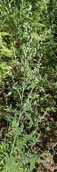 Chenopodium album subsp. pedunculare \ Stielbltiger Gnsefu / Seaport Goosefoot, D Mannheim 17.9.2017