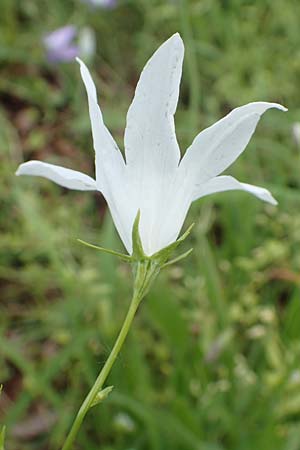 Campanula patula \ Wiesen-Glockenblume / Spreading Bellflower, D Gerolzhofen-Sulzheim 17.5.2018