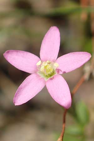 Centaurium pulchellum \ Kleines Tausendgldenkraut / Branched Centaury, D Drover Heide 9.7.2018