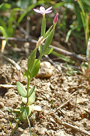 Centaurium pulchellum \ Kleines Tausendgldenkraut / Branched Centaury, D Drover Heide 9.7.2018