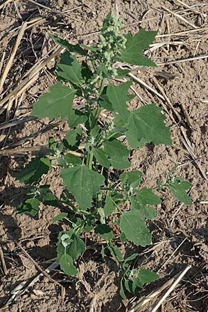 Chenopodium probstii \ Probsts G�nsefu� / Probst's Goosefoot, D Bamberg 5.9.2018